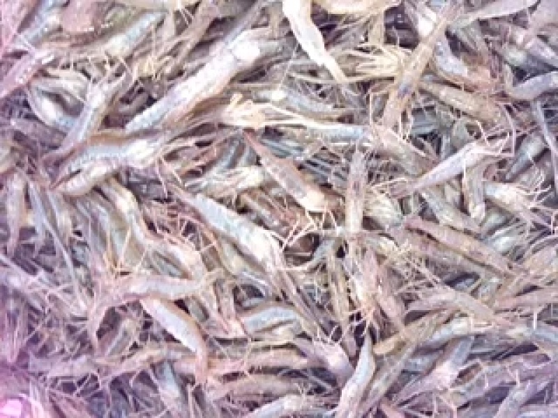 大量供应优质精品河虾苗