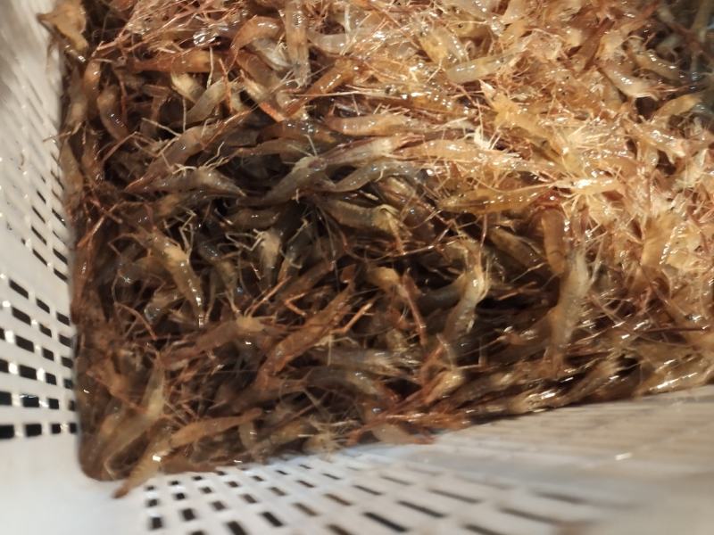 大量供应优质精品河虾苗
