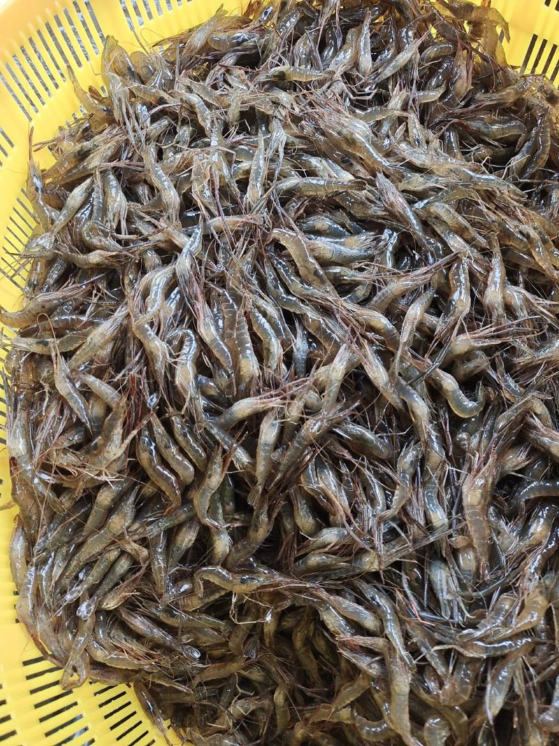 大量供应优质精品河虾苗