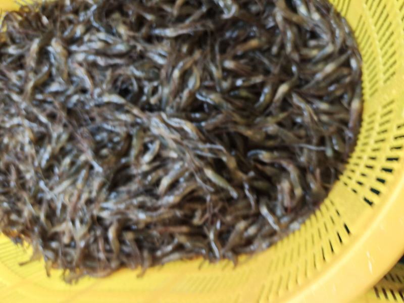 大量供应优质精品河虾苗