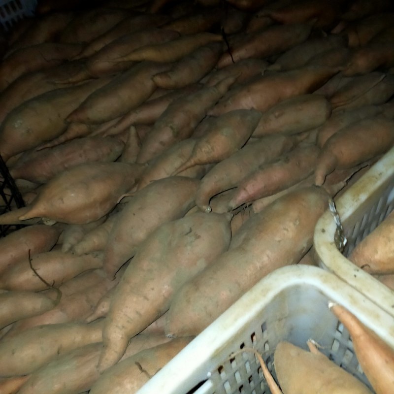 烟薯25大量上货规格齐全品质保障任客户挑选