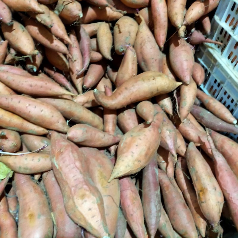 烟薯25大量上货规格齐全品质保障任客户挑选
