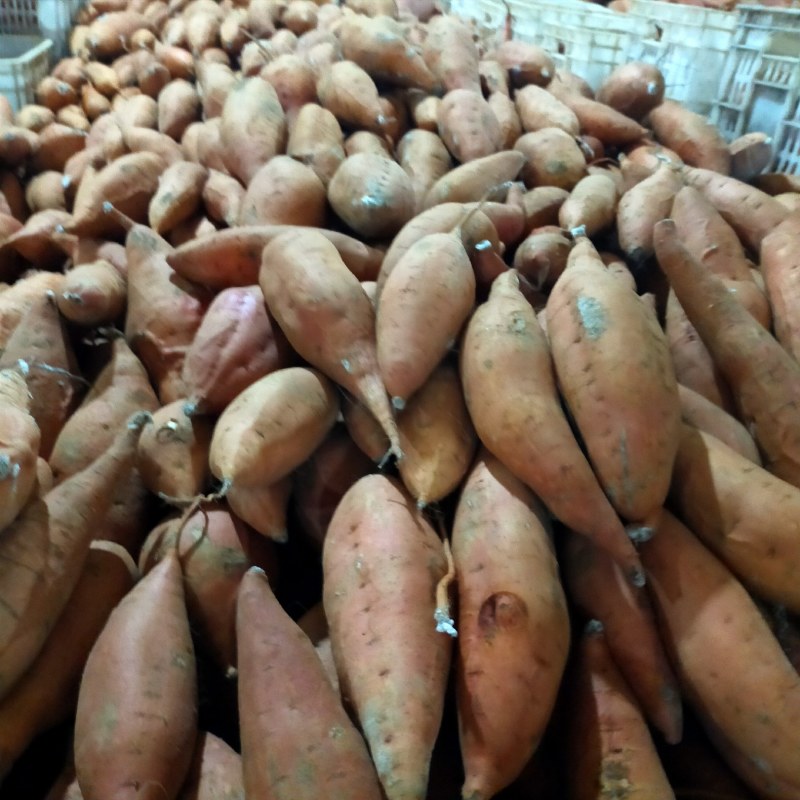 烟薯25大量上货规格齐全品质保障任客户挑选