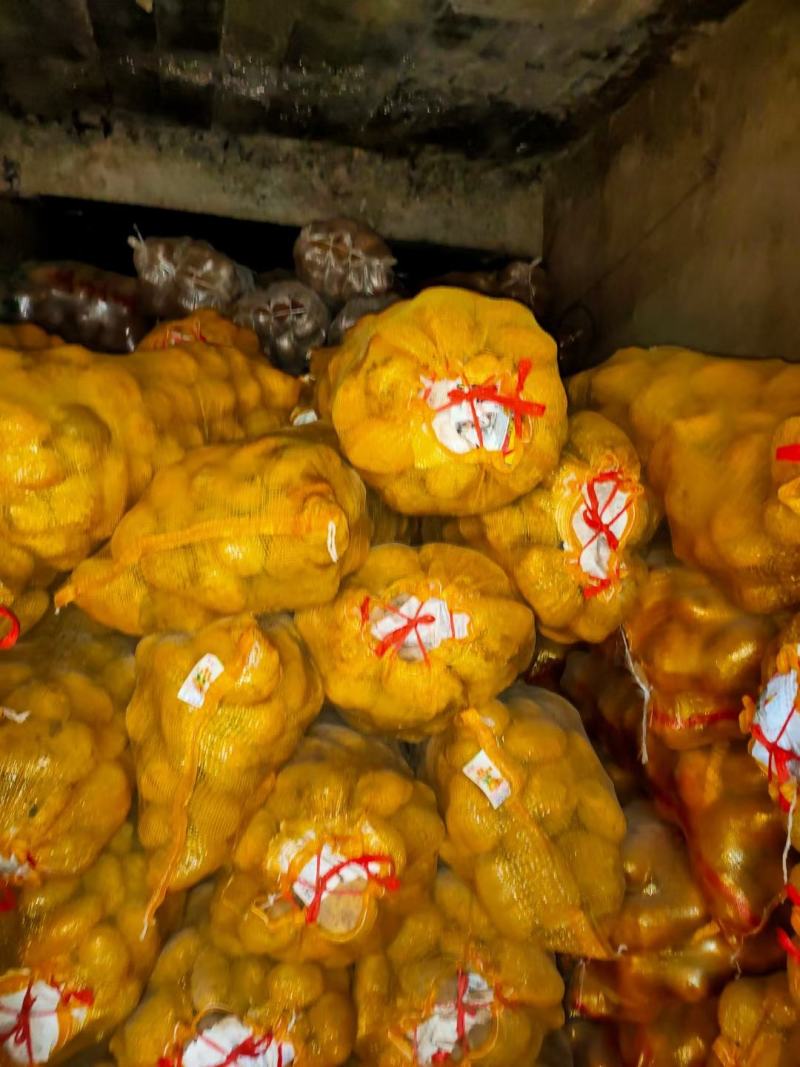 黄土高原陇西县陇十，陇七，土豆
