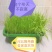 河北隆尧县鑫哲家庭农场黄韭盆景批发