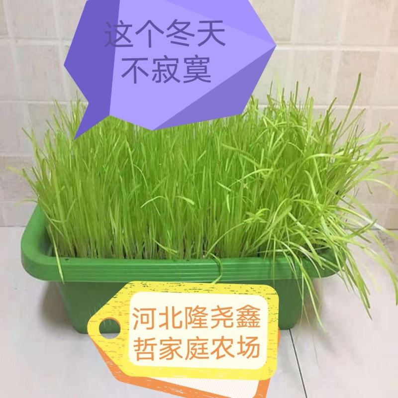 河北隆尧县鑫哲家庭农场黄韭盆景批发