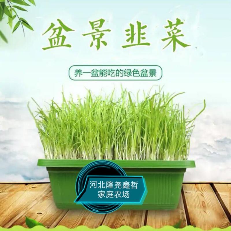 河北隆尧县鑫哲家庭农场黄韭盆景批发