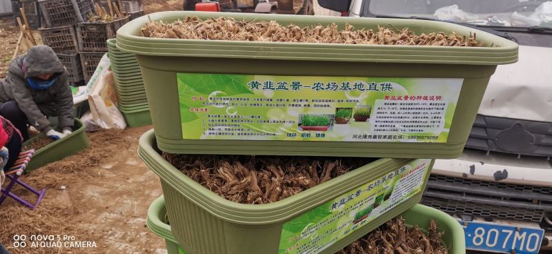 河北隆尧县鑫哲家庭农场黄韭盆景批发