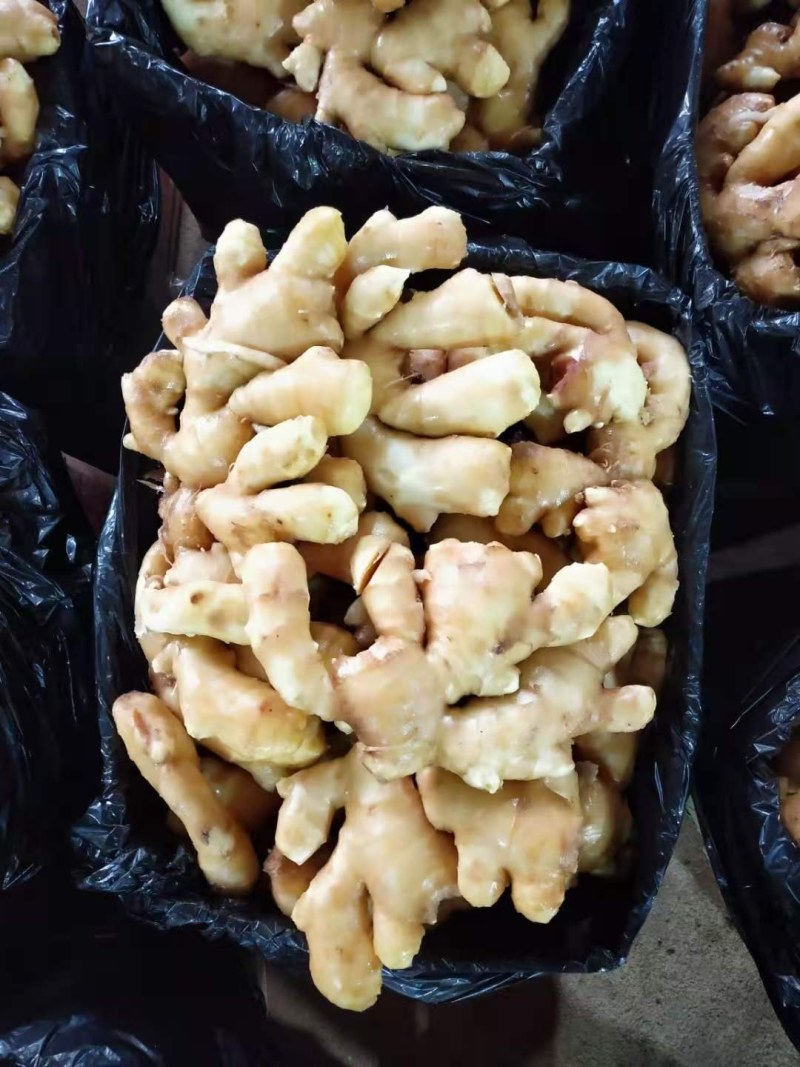 常年供应大黄姜*小黄姜*品质保证*供源充足*代发物流