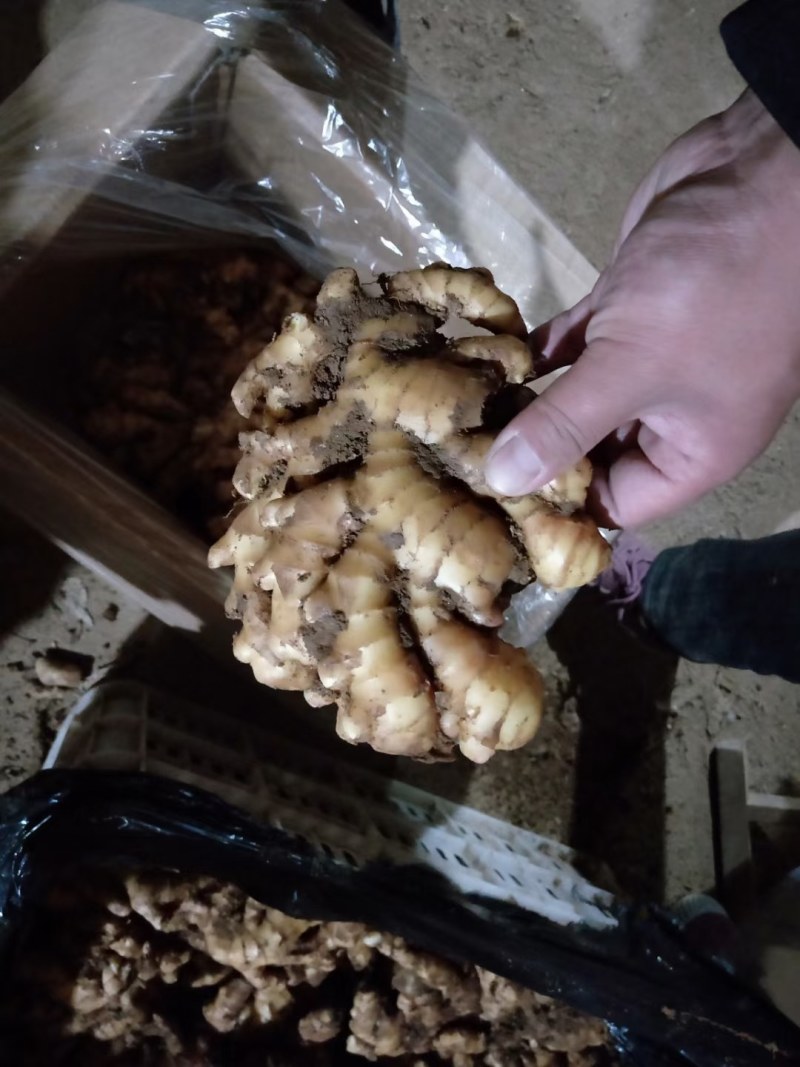 常年供应大黄姜*小黄姜*品质保证*供源充足*代发物流