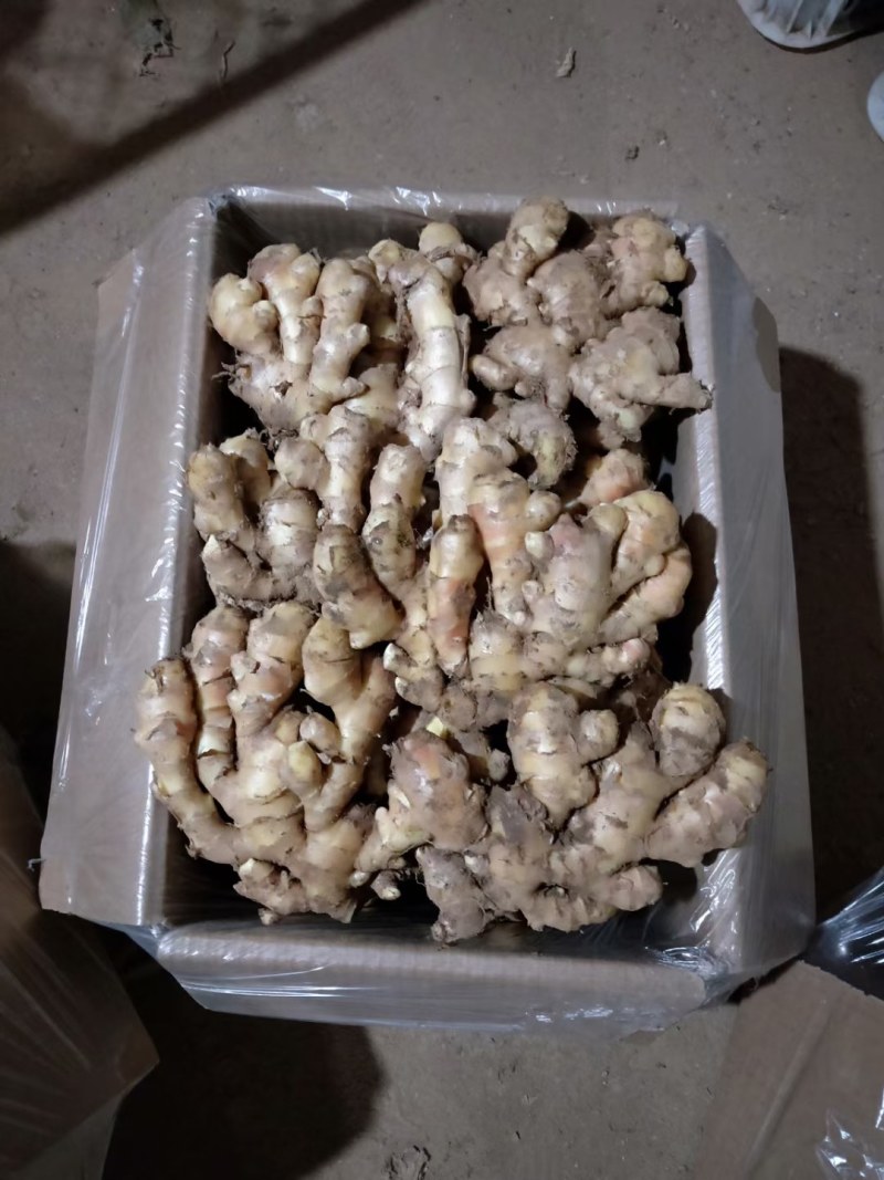 常年供应大黄姜*小黄姜*品质保证*供源充足*代发物流