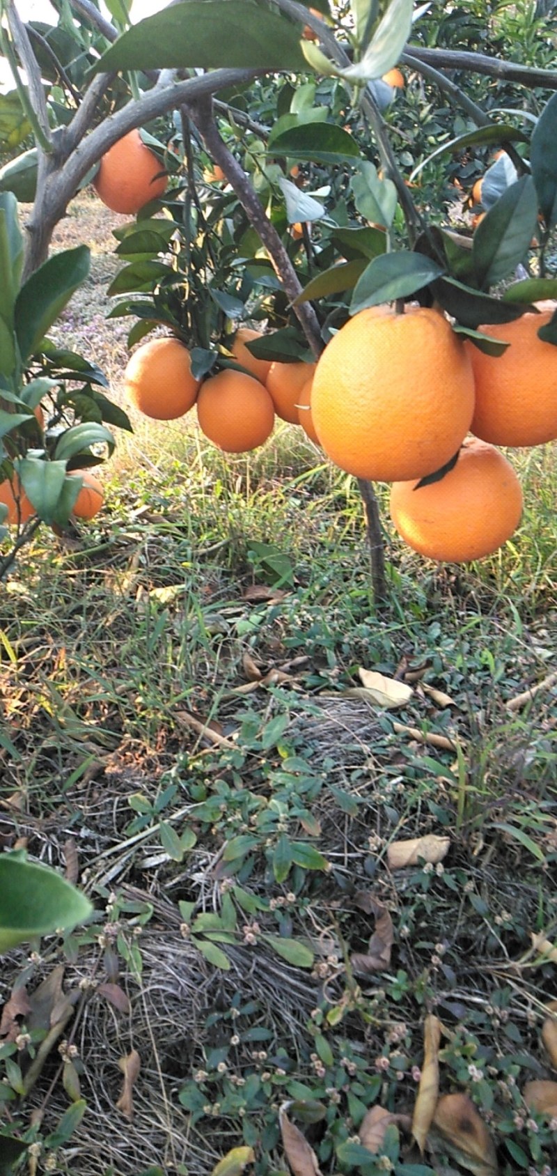 脐橙广西桂林市兴安县纽荷尔脐橙口感好，皮薄汁多化渣