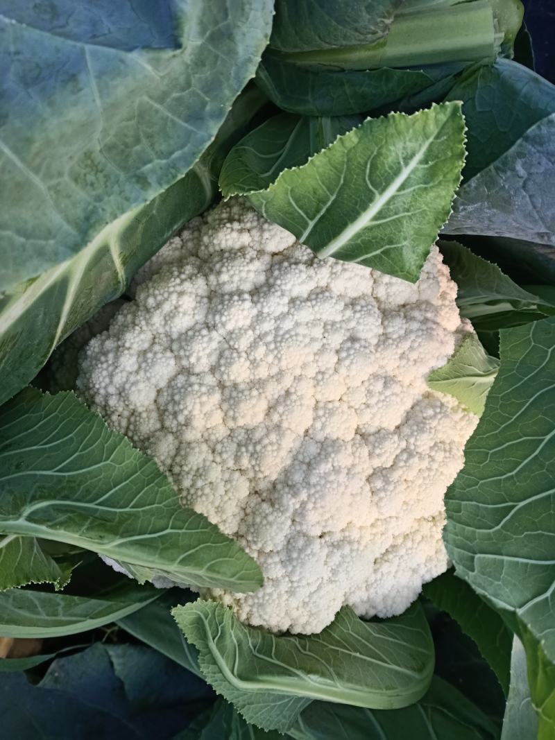 有机菜花青杆白面小米粒