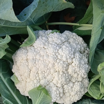 有机菜花青杆白面小米粒