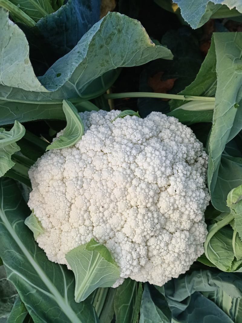 有机菜花青杆白面小米粒