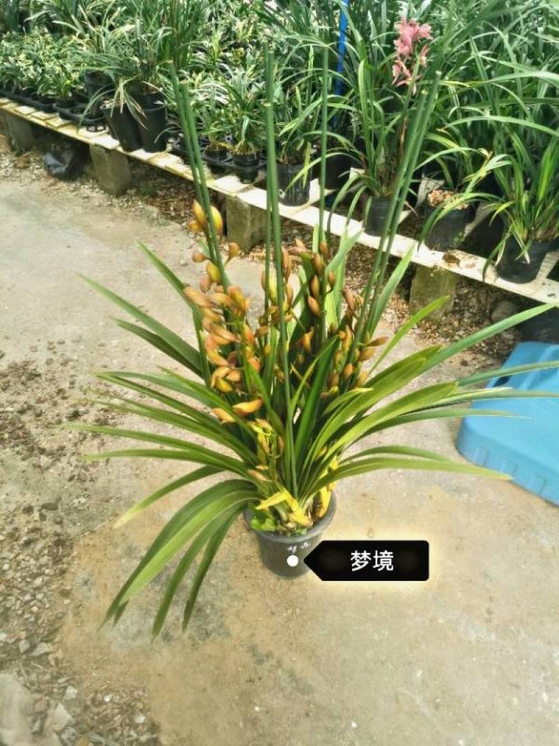 大花惠兰带花苞原盆发货兰花惠兰建兰墨兰客厅室内观花植物