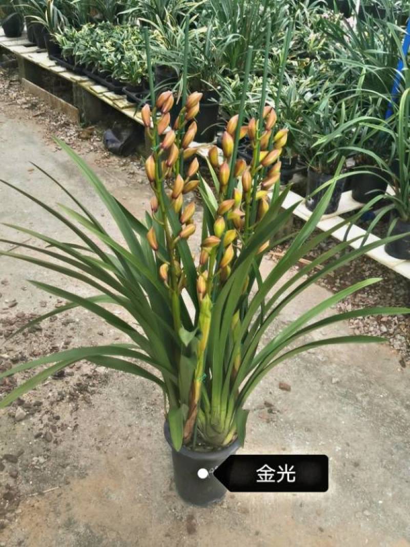 大花惠兰带花苞原盆发货兰花惠兰建兰墨兰客厅室内观花植物
