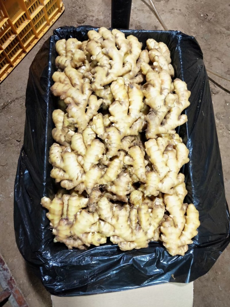 常年大量供应优质大黄姜，小黄姜，货源充足，品质保证