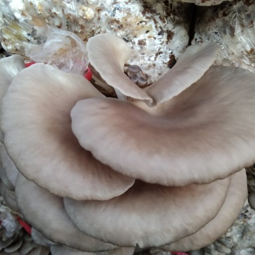 平菇浅灰色平菇，黑平菇，鲜平菇，基地直供量大从优