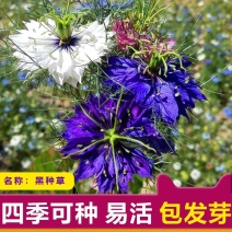 黑种草种子混色香草波斯宝石黑子草阳台好养盆栽观花种子四季