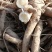 岷县现挖无硫新鲜大当归批发