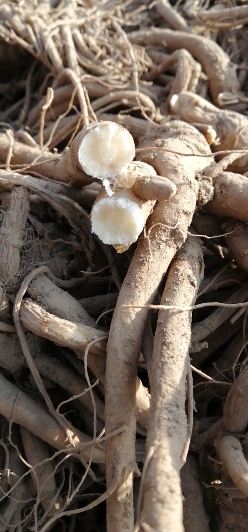 岷县现挖无硫新鲜大当归批发