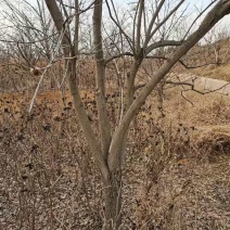 基地直销处理柿子树十公分/十四