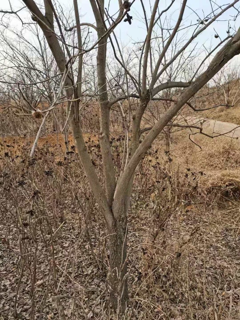 基地直销处理柿子树十公分/十四
