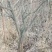 基地直销处理柿子树十公分/十四