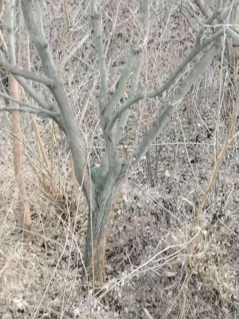 基地直销处理柿子树十公分/十四