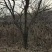 基地直销处理柿子树十公分/十四