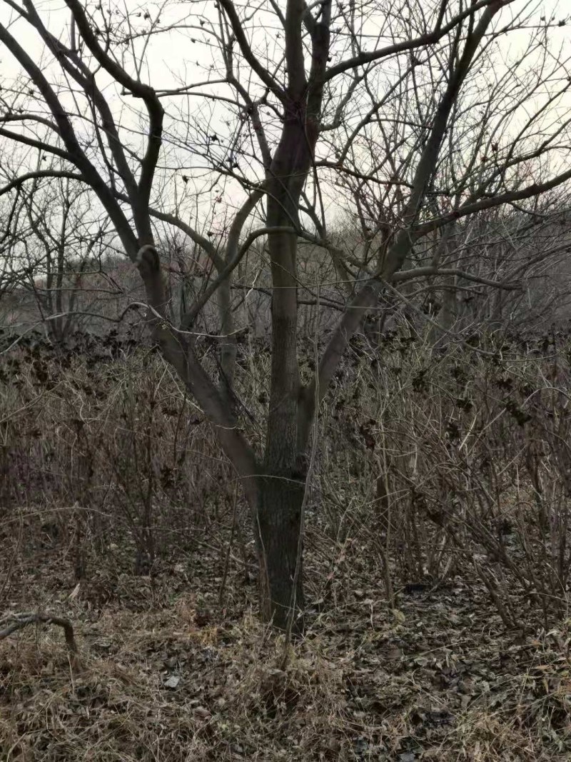 基地直销处理柿子树十公分/十四