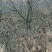 基地直销处理柿子树十公分/十四