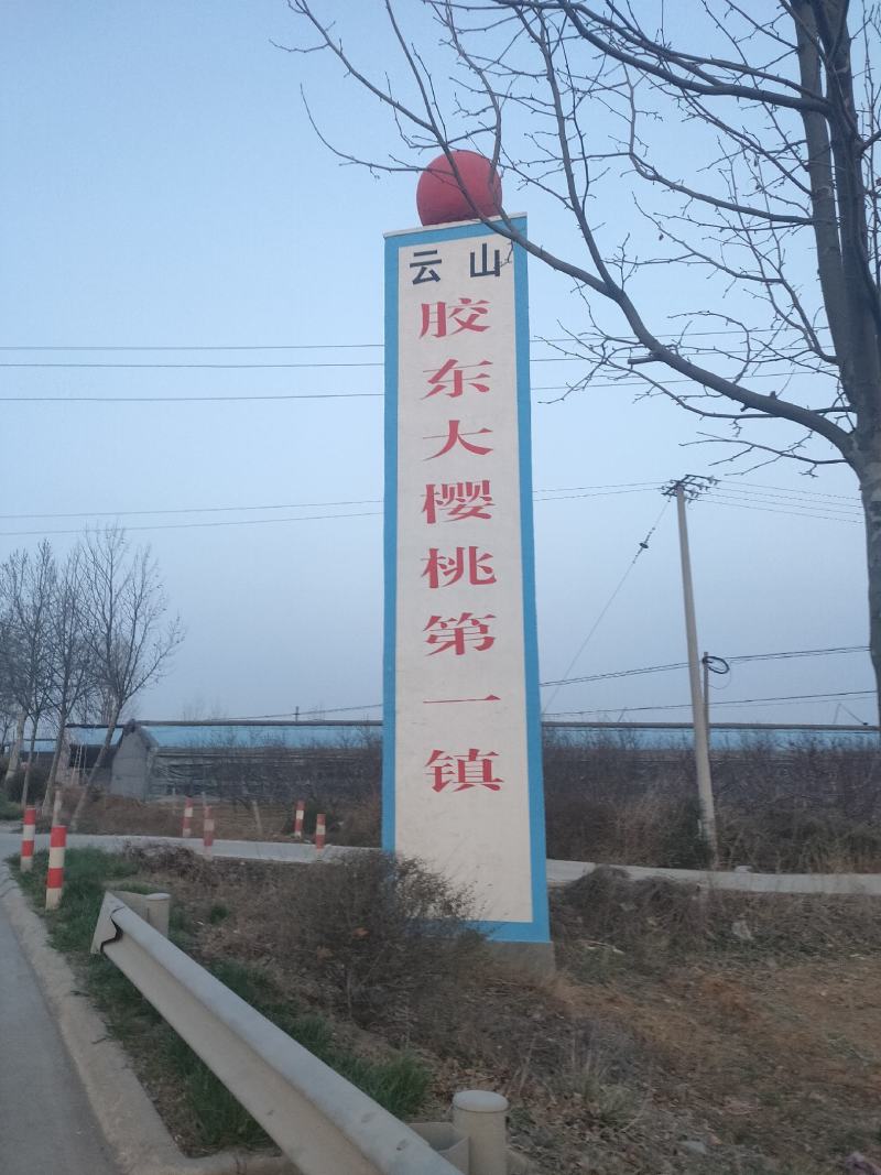 山东大樱桃，美早大樱桃，车厘子，新鲜大樱桃，颜色黑，爆浆