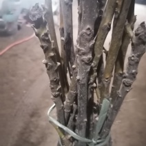 核桃苗＿希尔溥皮核桃苗包品种第二年挂果