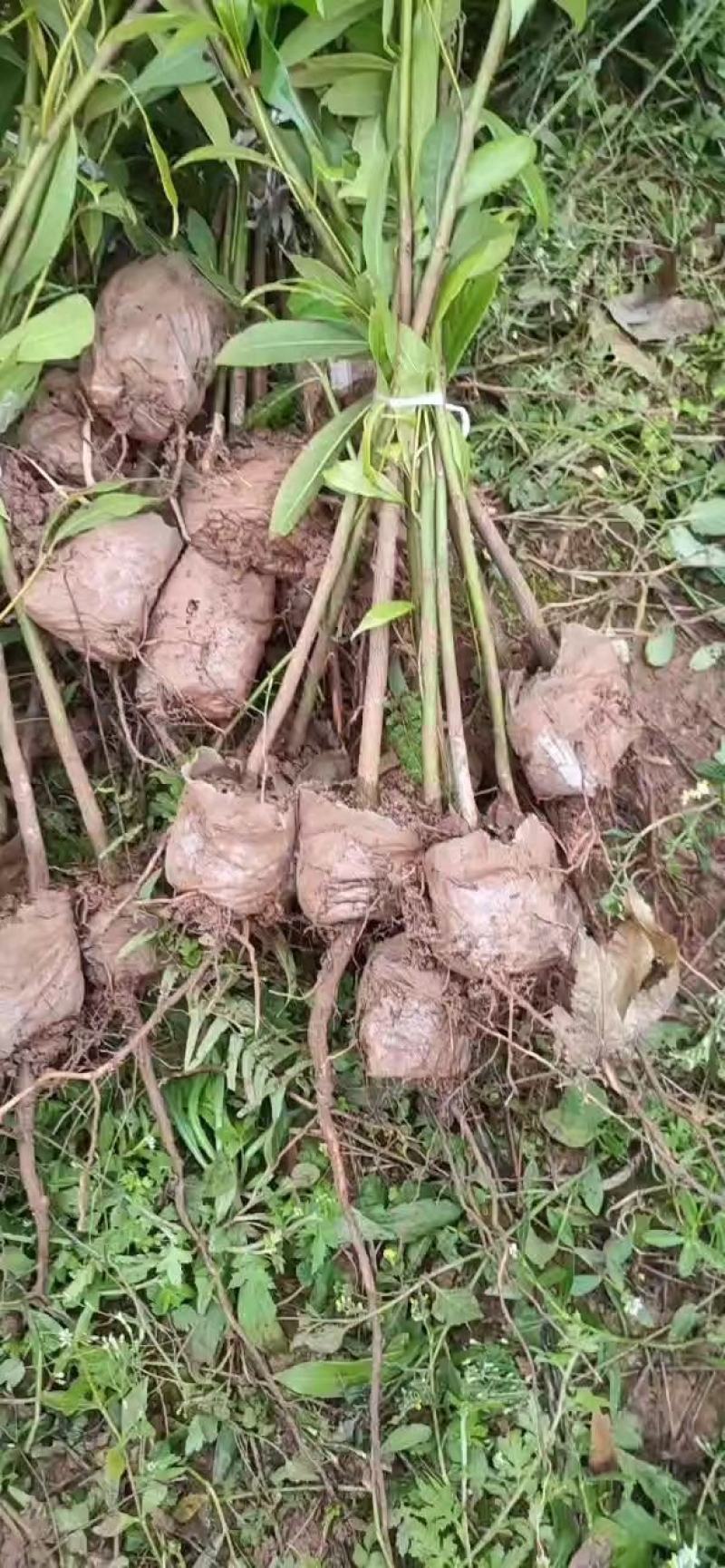 供应金丝楠苗木杯栽苗小叶金丝楠庭院景观树盆景盆栽金丝楠