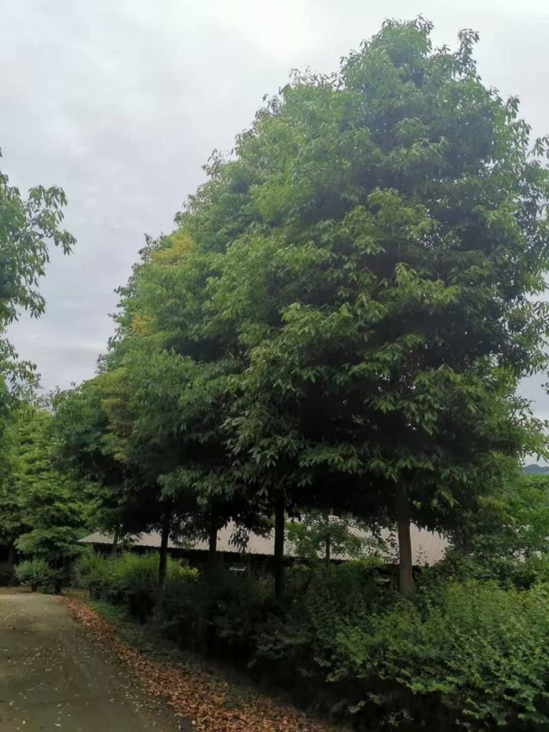 供应金丝楠苗木杯栽苗小叶金丝楠庭院景观树盆景盆栽金丝楠