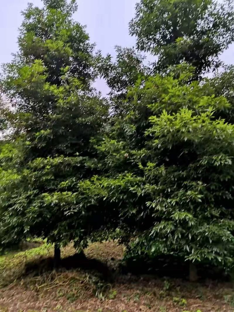 供应金丝楠苗木杯栽苗小叶金丝楠庭院景观树盆景盆栽金丝楠