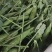 云南保山的长寿仁碗豆上市啦，露天种植，远离污染，量大