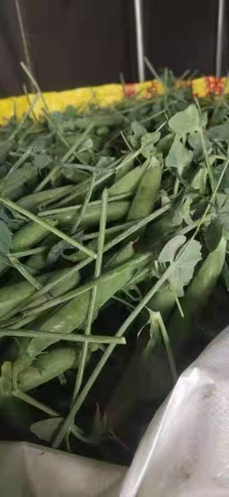 云南保山的长寿仁碗豆上市啦，露天种植，远离污染，量大