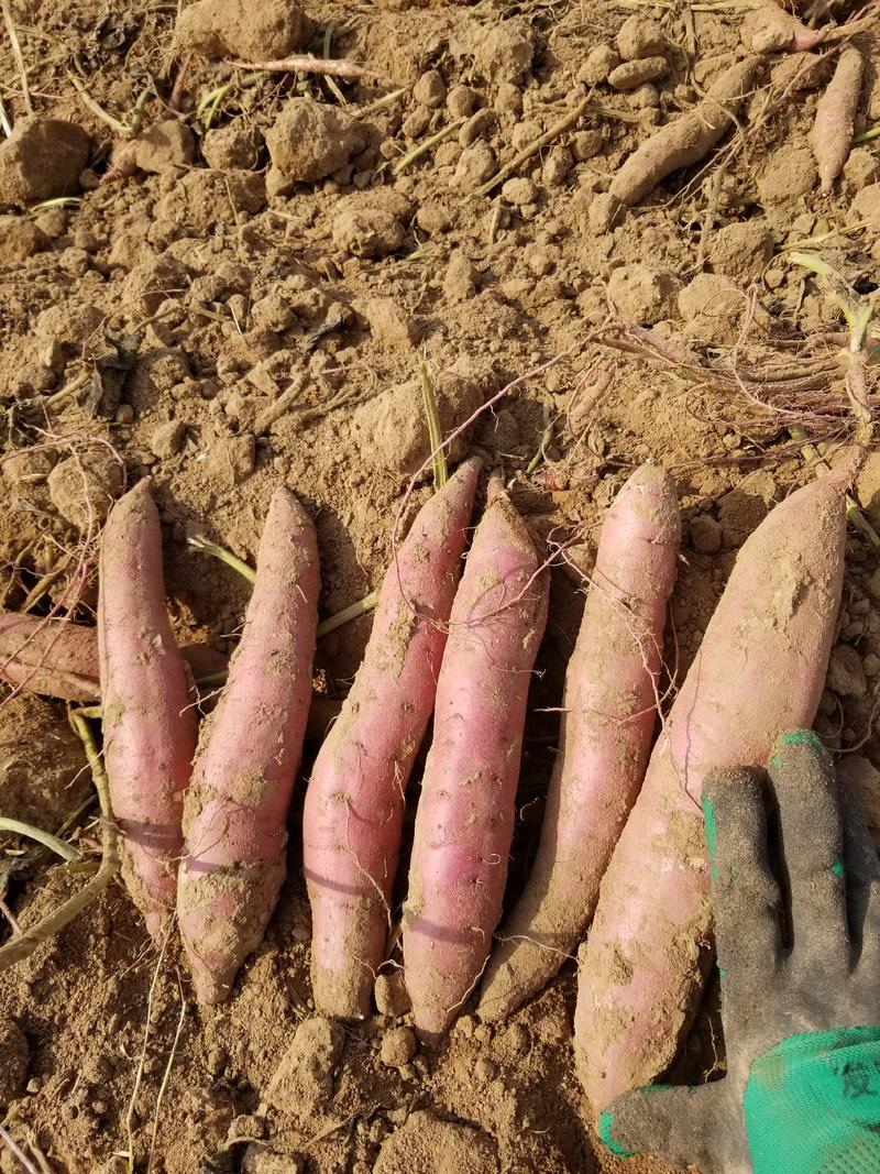 秦薯5号脱毒原种红薯苗自有育苗基地多个优良品种