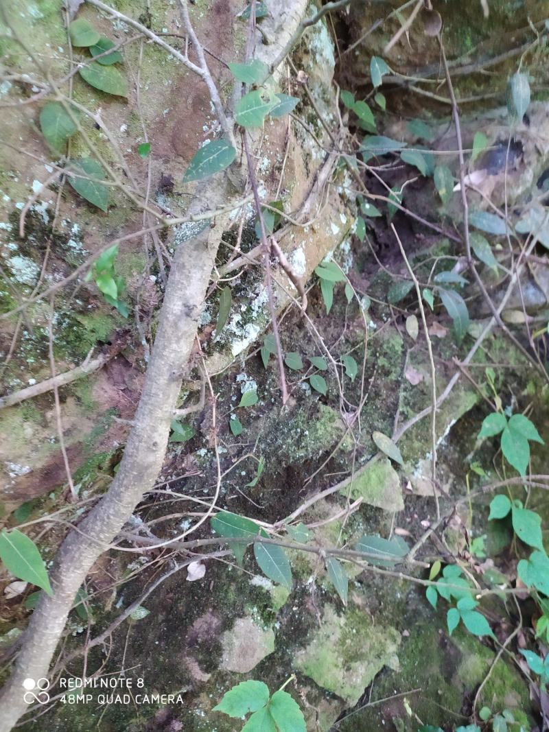 贵州大山深处野生全草药材络石藤