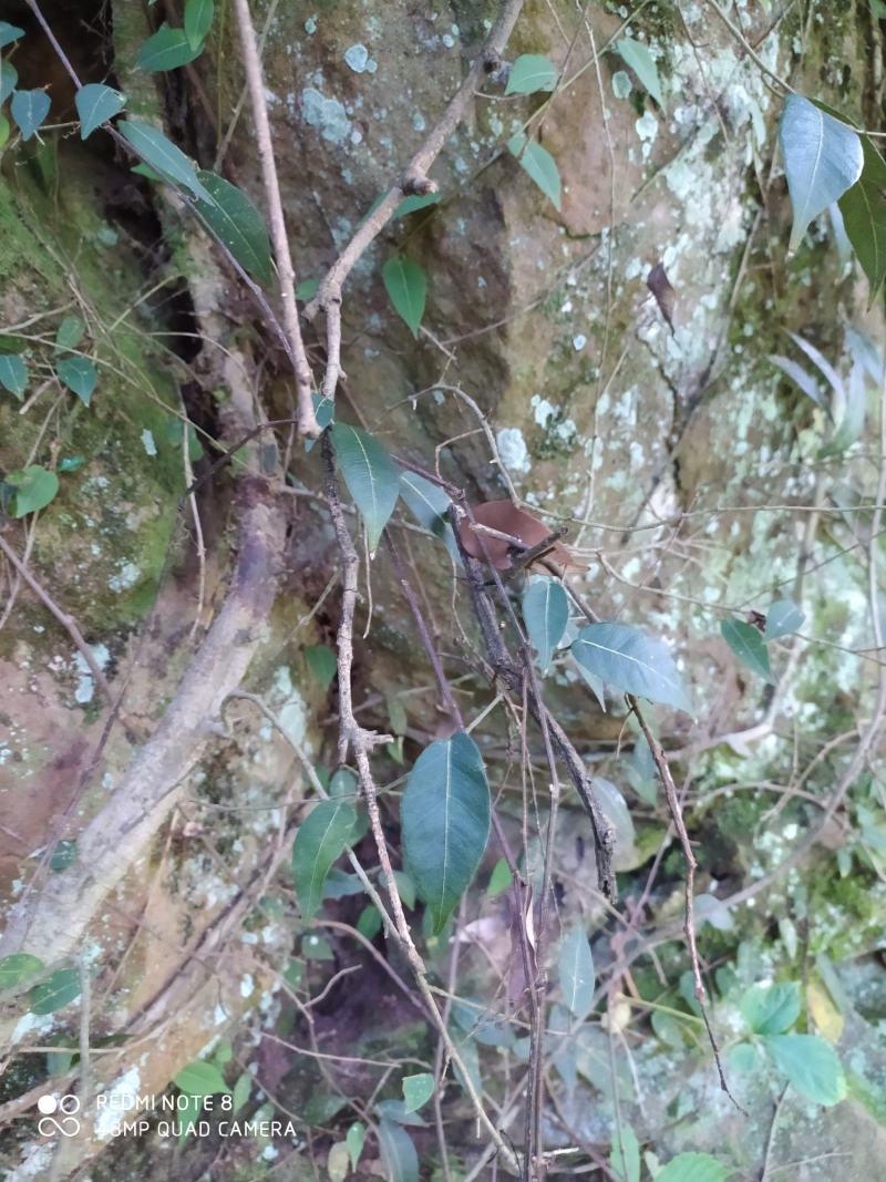 贵州大山深处野生全草药材络石藤