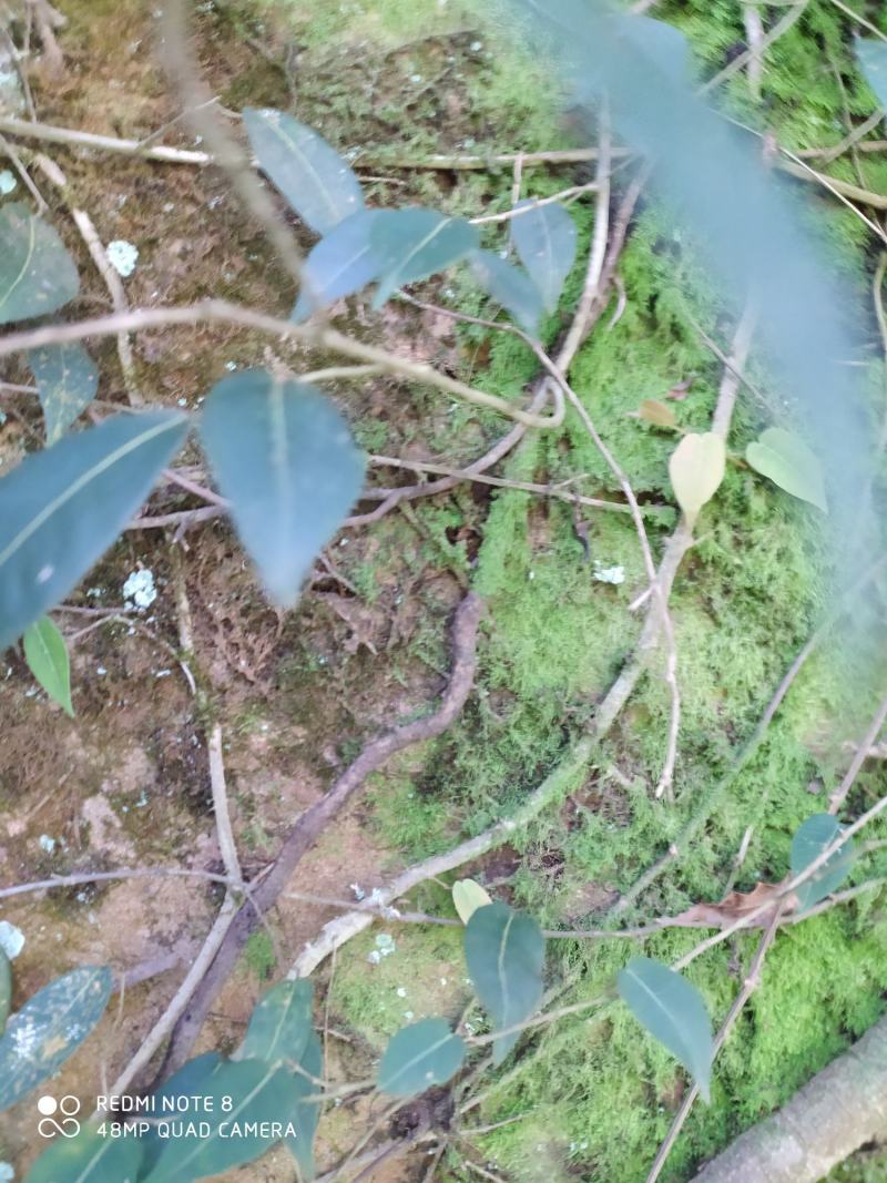 贵州大山深处野生全草药材络石藤