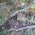 贵州大山深处野生全草药材络石藤