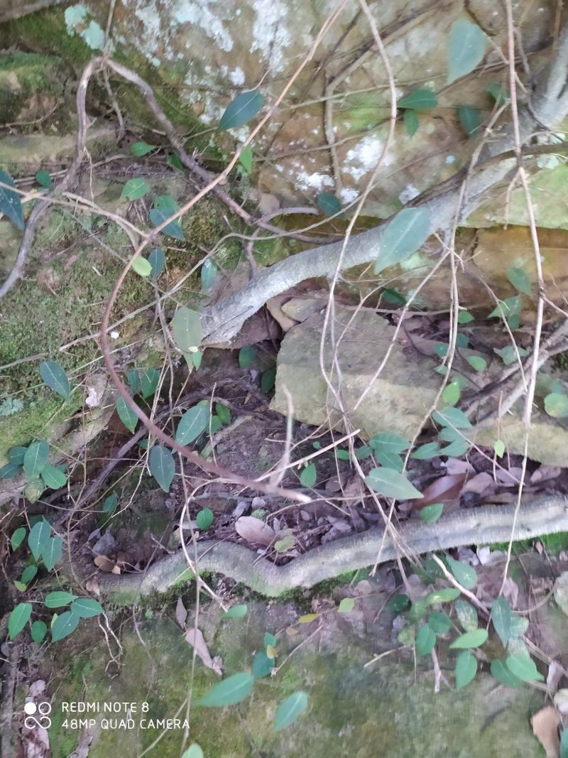 贵州大山深处野生全草药材络石藤