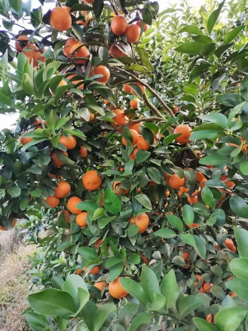 甜蜜蜜的沙糖橘，保质保量，量大从优，一次合作终身朋友