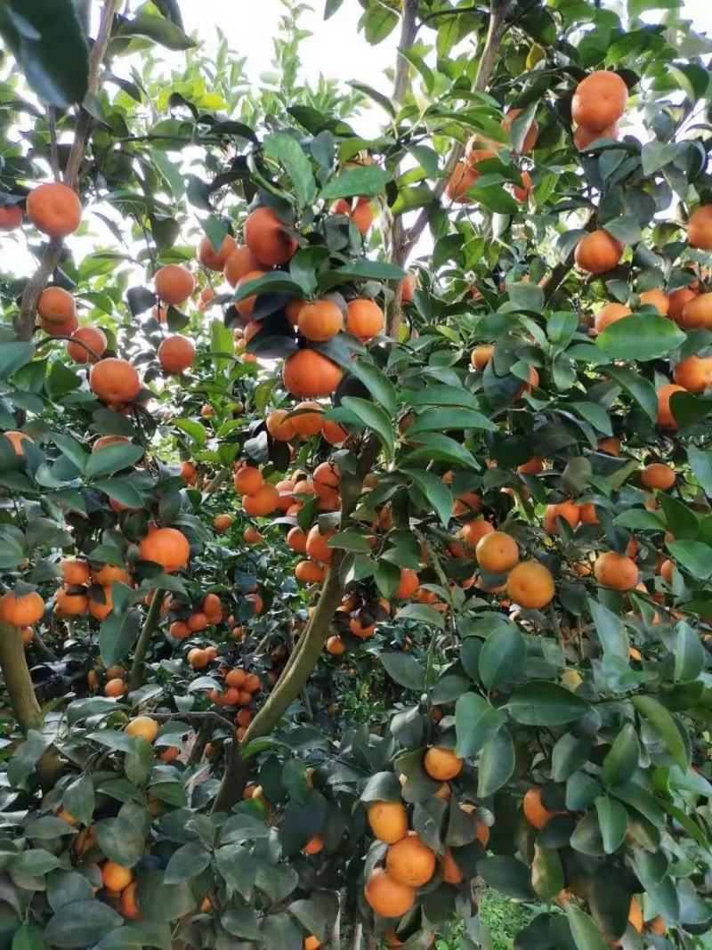 甜蜜蜜的沙糖橘，保质保量，量大从优，一次合作终身朋友