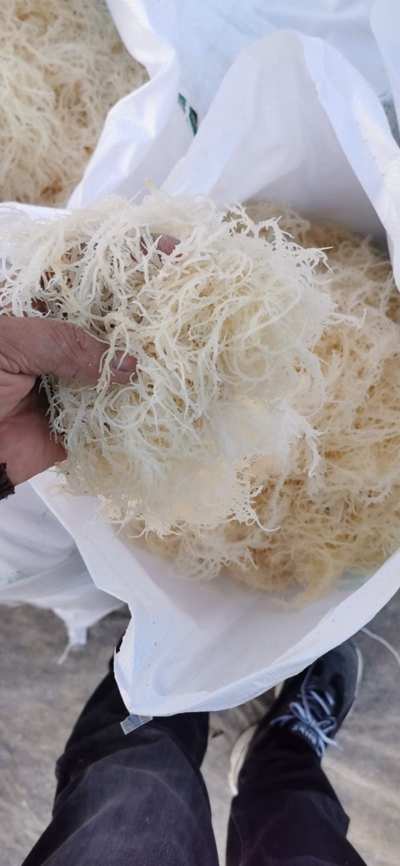 精品龙须菜（鹿角菜）。。龙须菜。。。。。。