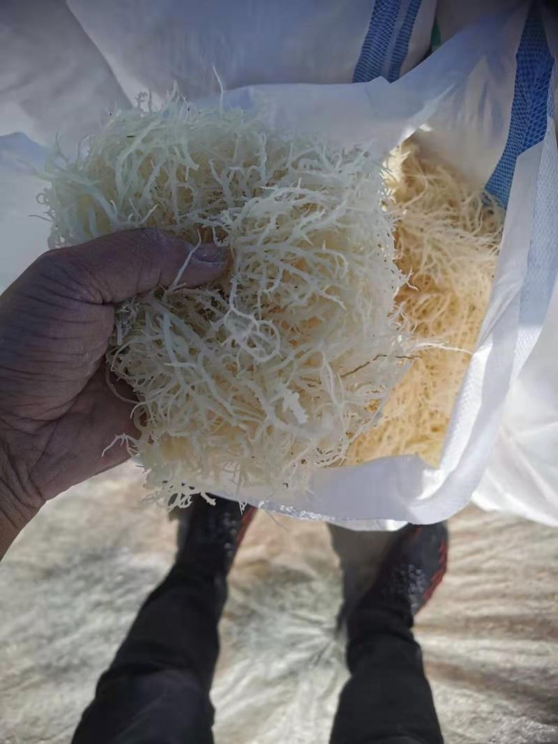 精品龙须菜（鹿角菜）。。龙须菜。。。。。。